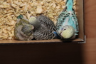 130409 --- Gruppbild av alla ungar